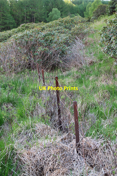 Photo 6"x4" Old fence overgrown by rhododendrons Glenetive Forest c2010