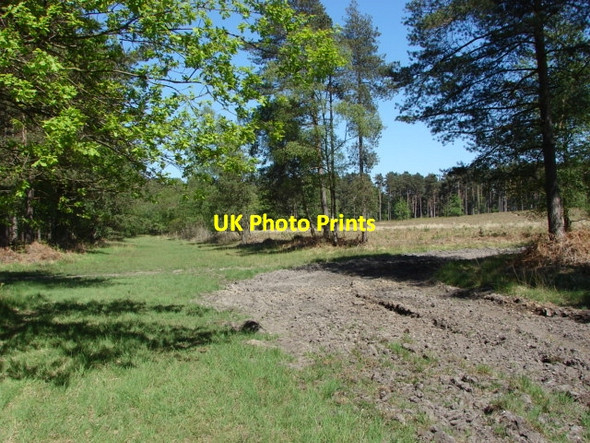 Photo 6"x4" Swinley Forest Bagshot\/SU9163 c2010 P1
