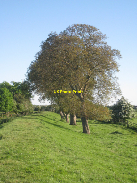 Photo 6"x4" Trees on the flood bank, Holme Holme\/SK8059 c2010