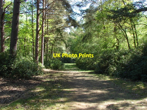 Photo 6"x4" Swinley Forest Bagshot\/SU9163 c2010 P2