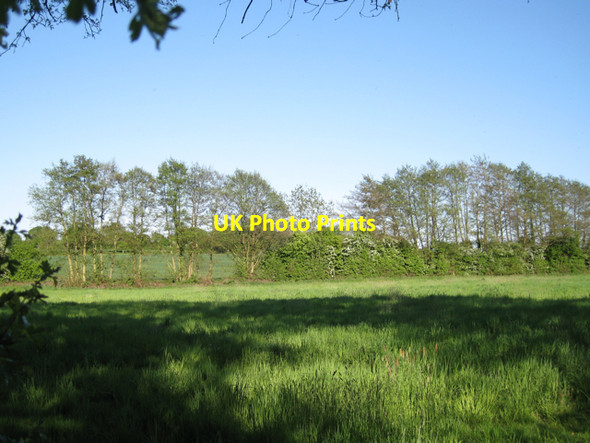 Photo 6"x4" Alders by a brook near Brook Farm Meer End c2010