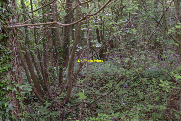 Photo 6"x4" Bulwell Wood Westville\/SK5147 c2010