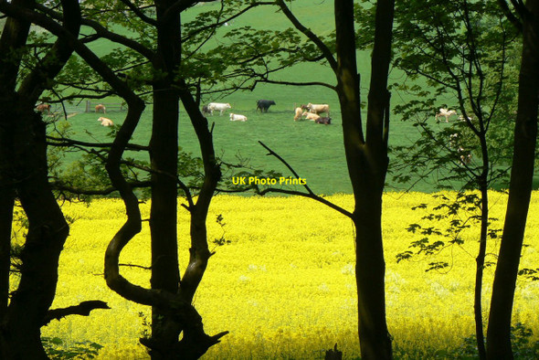Photo 6"x4" Greenery yallery Beauvale\/SK5248 c2010
