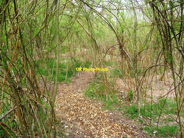 Photo 6"x4" Willow maze at Caerau Uchaf Sarnau\/SH9739 c2010