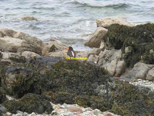 Photo 6"x4" Oyster catcher near Newton Point Newton\/NR9351 c2010