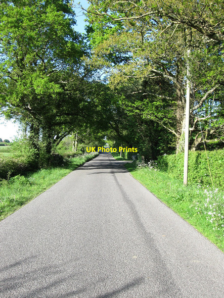 Photo 6"x4" Chalvington Road Golden Cross\/TQ5312 c2010