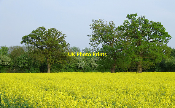 Photo 6"x4" Rape field near Brewood, Staffordshire Shutt Green c2010