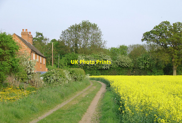 Photo 6"x4" Farm track, cottage and rape field near Brewood, Staffordshire Shutt Green c2010