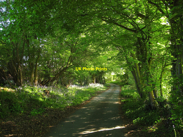 Photo 6"x4" Sheepcote Lane Chalvington c2010