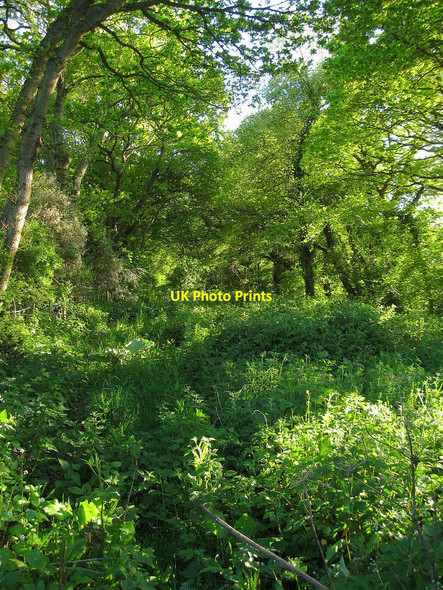 Photo 6"x4" Chalvington and Ripe Byway 33\/34 Chalvington c2010
