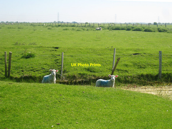 Photo 6"x4" Lambs on Romney Marsh Jury's Gap c2010