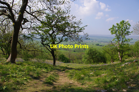 Photo 6"x4" Oxenber Wood Town Head\/SD7768 c2010 P1