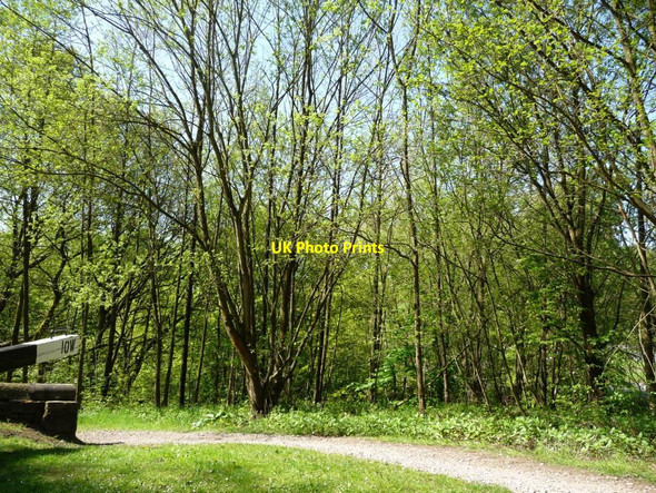 Photo 6"x4" Woodland east of the canal Mossley\/SD9701 c2010