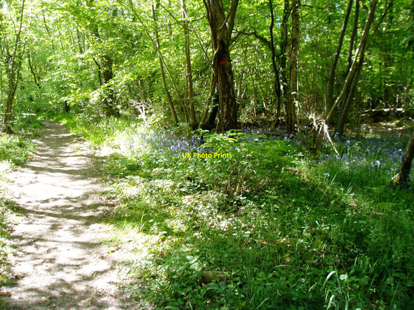 Photo 6"x4" Bluebells in Paine's Wood Binsted c2010