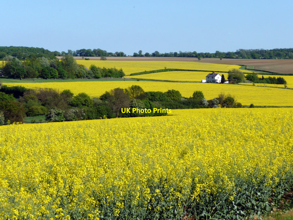 Photo 6"x4" Oilseed Rape fields near Hay Street, Hertfordshire Hay Street c2010