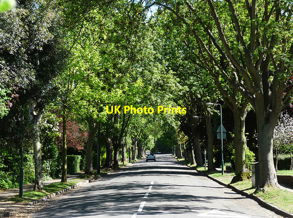 Photo 6"x4" The Avenue, Cheam Sutton\/TQ2564 c2010