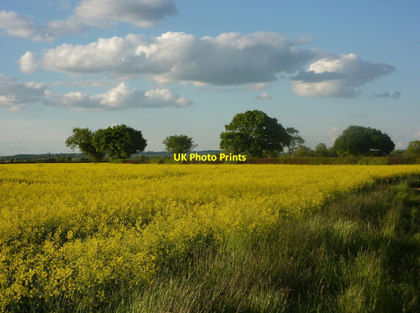 Photo 6"x4" Farmland west of Hayton Hayton\/SK7284 c2010