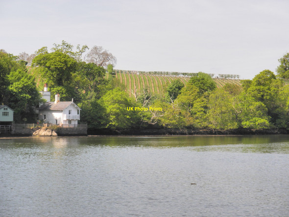 Photo 6"x4" Sharpham Vineyard, on a bend, above the River Dart Ashprington c2010