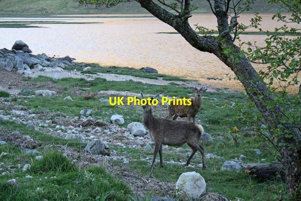 Photo 6"x4" Stags at Loch Etive Gualachulain c2010