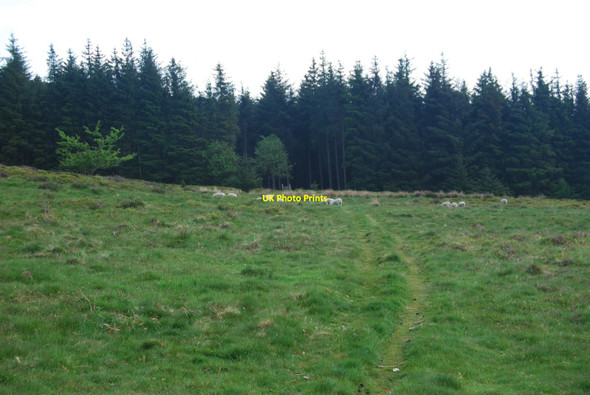 Photo 6"x4" Grazing between the plantations Corwen c2010
