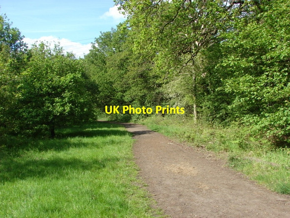 Photo 6"x4" Horsell Common Mimbridge c2010