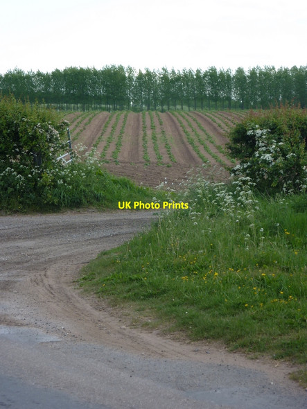 Photo 6"x4" Lane corner and farm track Elkesley c2010