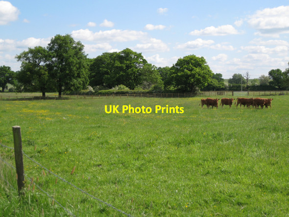 Photo 6"x4" Broad hedgerow and brown cows Bishop's Tachbrook c2010