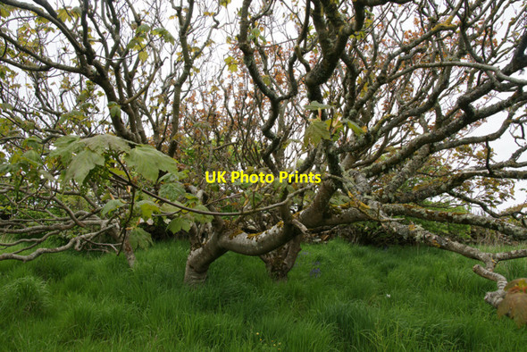 Photo 6"x4" Sycamore (Acer pseudoplatanus), Halligarth Baltasound c2010