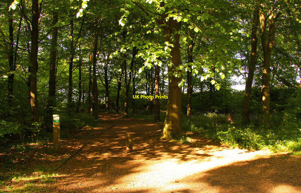 Photo 6"x4" Footpath in Wendover Woods Chivery c2010
