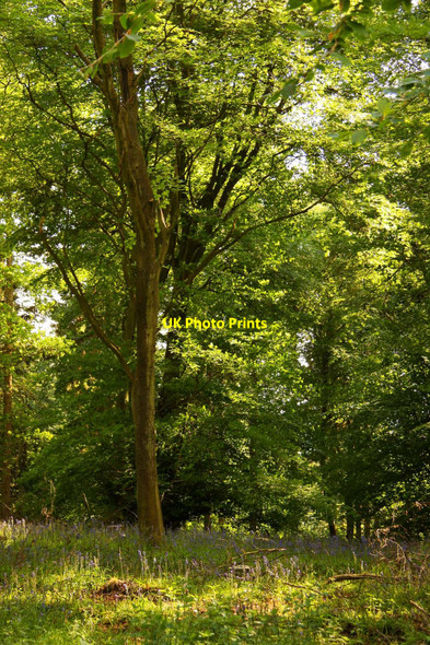 Photo 6"x4" Wendover Woods Chivery c2010
