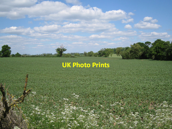 Photo 6"x4" Field of beans near Middle Farm Bishop's Tachbrook c2010