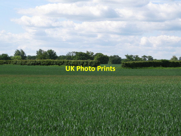 Photo 6"x4" Gap in a hedge Bishop's Tachbrook c2010