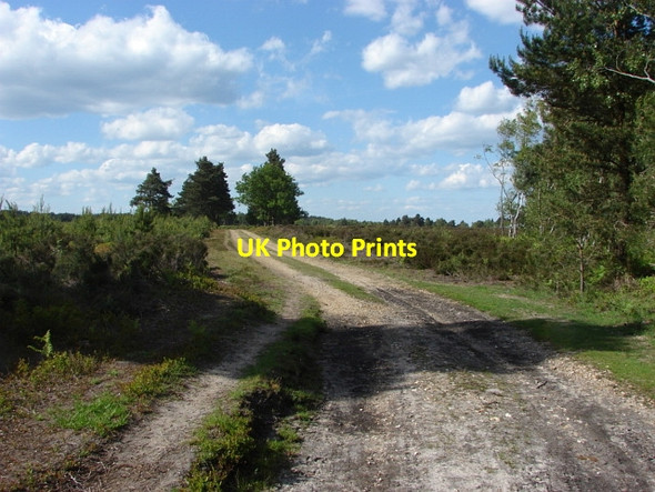 Photo 6"x4" Ash Ranges Mytchett Place c2010