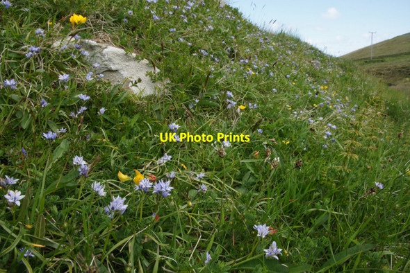 Photo 6"x4" Flowery bank, Skaw Kirkaton c2010
