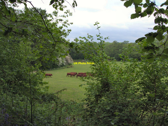 Photo 6"x4" Warren Farm Etchingwood c2010 P1