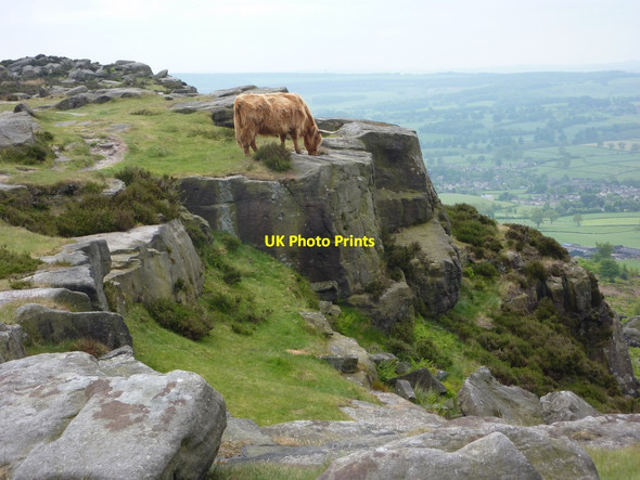 Photo 6"x4" Highland cow by Baslow Edge Curbar c2010