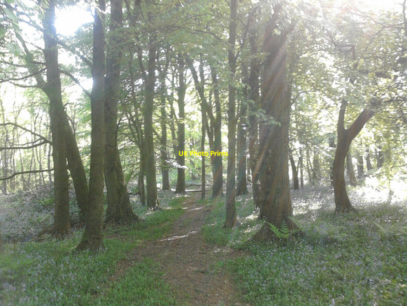 Photo 6"x4" Sun in woods Brinscall c2010