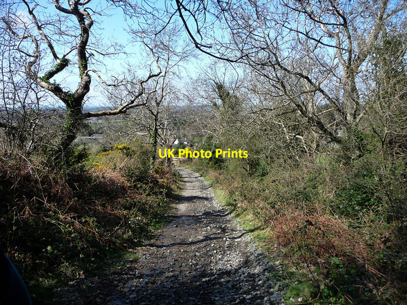 Photo 6"x4" Track to the Ohio Plantation Sulby\/SC3894 c2010