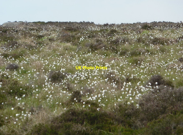Photo 6"x4" Moorland plateau with bog cotton Calver Sough c2010