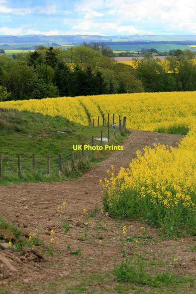 Photo 6"x4" Rape field margin Bowden\/NT5530 c2010