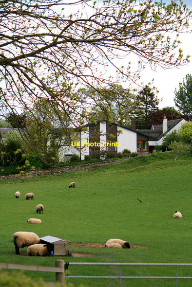 Photo 6"x4" Sheep near Bowden Bowden\/NT5530 c2010
