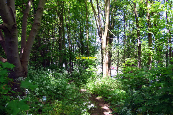 Photo 6"x4" Footpath through the trees by the A34 Binsey\/SP4907 c2010