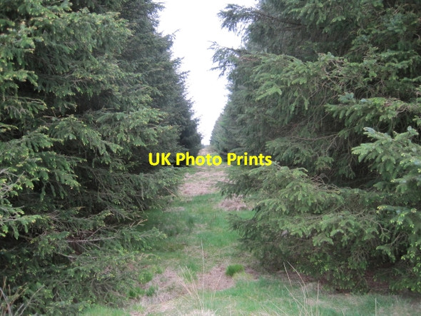Photo 6"x4" Forest Ride, Denton Fell Forest Tindale c2010