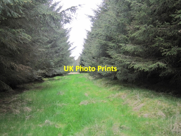 Photo 6"x4" Footpath towards Folly Rigg Tindale c2010
