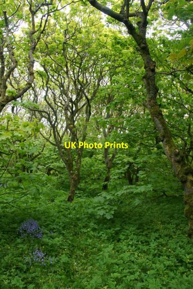 Photo 6"x4" Halligarth plantation, Baltasound, in June Baltasound c2010