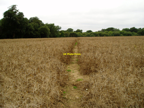 Photo 6"x4" Well defined route crossing arable land Hammerpot c2009