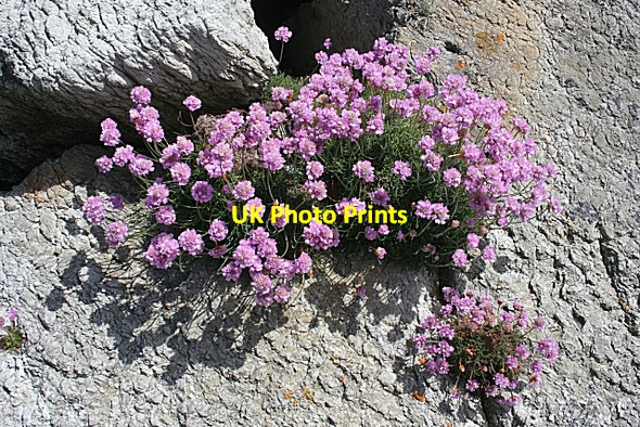 Photo 6"x4" Thrift or Sea Pink (Armeria maritima) Rhoscolyn c2010