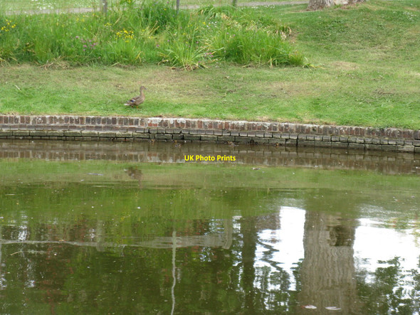 Photo 6"x4" Duck and ducklings on Wisborough Green pond Wisborough Green c2010