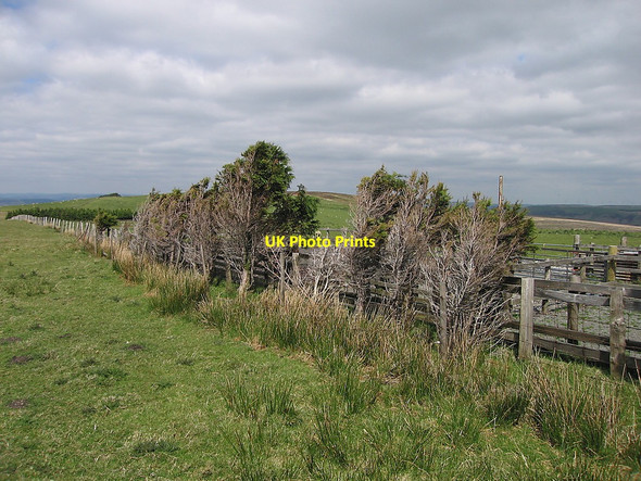 Photo 6"x4" Wind shelter next to sheepfold Dylife c2010