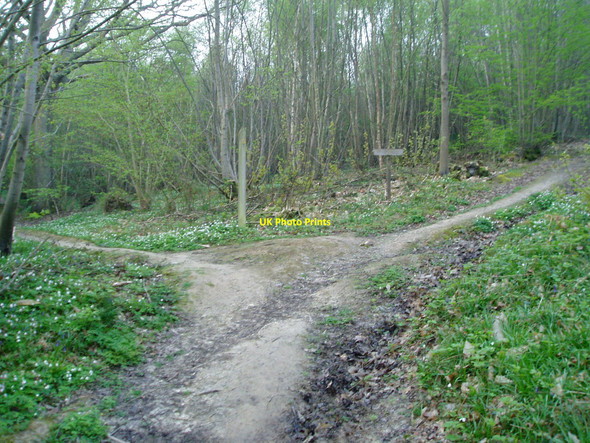 Photo 6"x4" High Weald Landscape Trail, Sweep Wood Flackley Ash c2010
